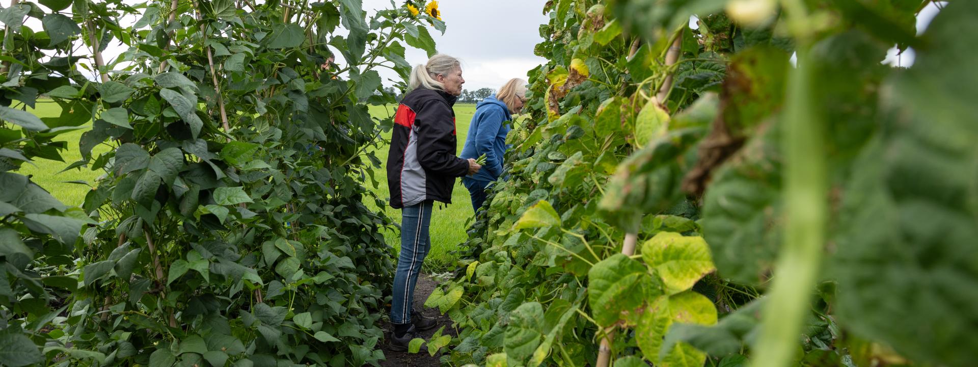 Appelscha kas - Foto: Marieke Balk Fotografie